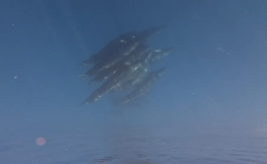 突然のホエールウォッチング！約100頭のクジラがフークイ島に