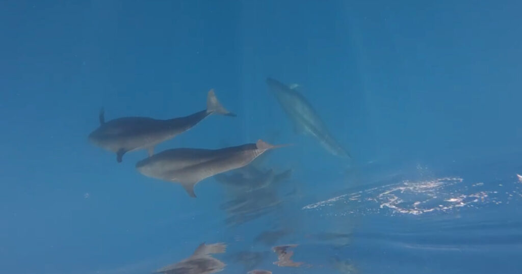 【ベトナム】フークイ島沖に約100頭のクジラが出現して話題に